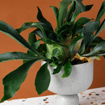 Large Platycerium bifurcatum ‘Netherlands’ staghorn fern in sculptural white pot with broad, forked fronds.
