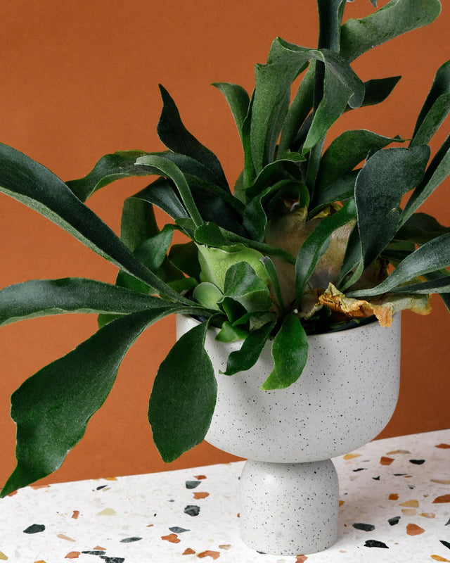 Large Platycerium bifurcatum ‘Netherlands’ staghorn fern in sculptural white pot with broad, forked fronds.
