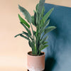 Potted bird of paradise with green leaves in a terracotta pot against a beige and blue gradient background