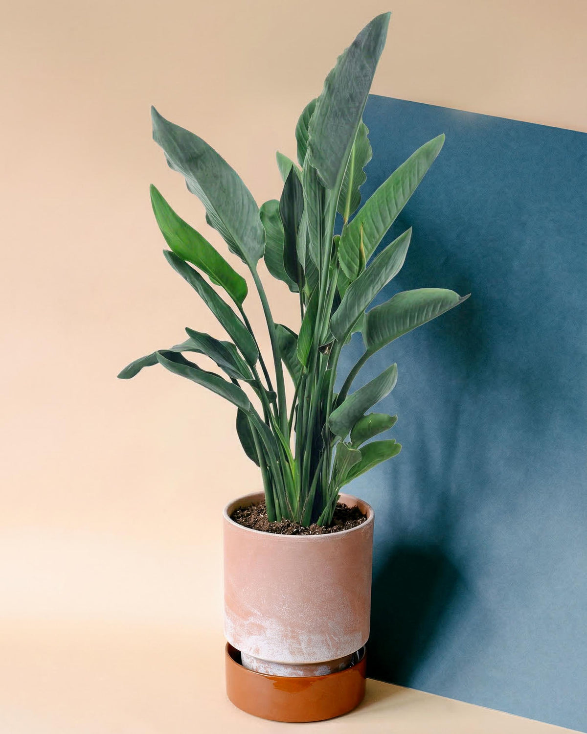 Potted bird of paradise with green leaves in a terracotta pot against a beige and blue gradient background