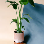 Strelitzia Nicolai XXL – 27cm Pot, 140cm Height