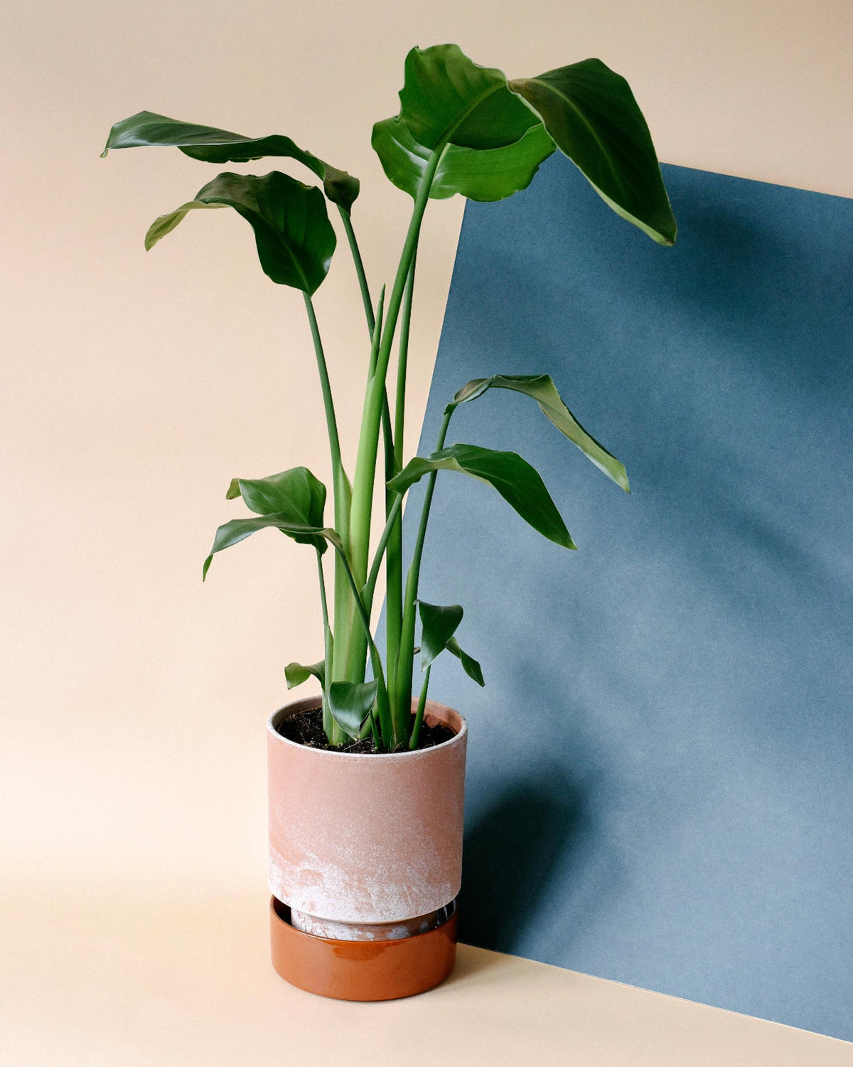 strelitzia nicolai potting mix Strelitzia Nicolai XXL – 27cm Pot, 140cm Height