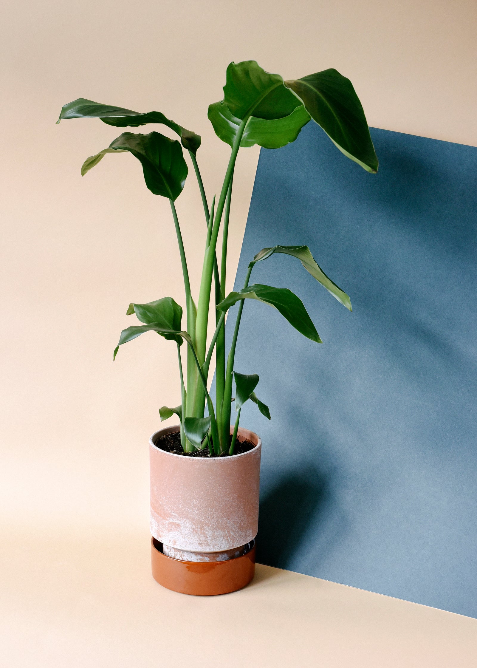 Strelitzia Nicolai XXL – 27cm Pot, 140cm Height