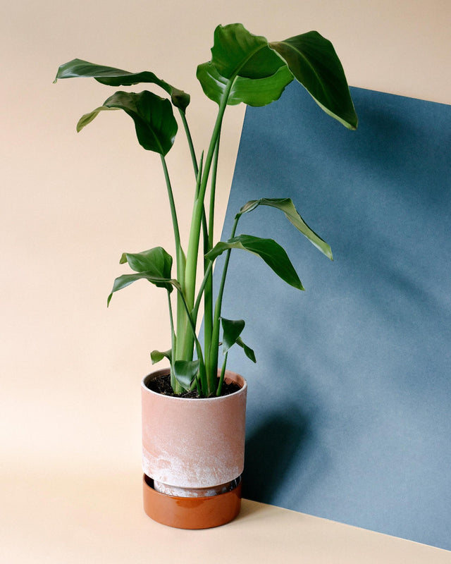 Strelitzia Nicolai XXL – 27cm Pot, 140cm Height -  Forever Plants.