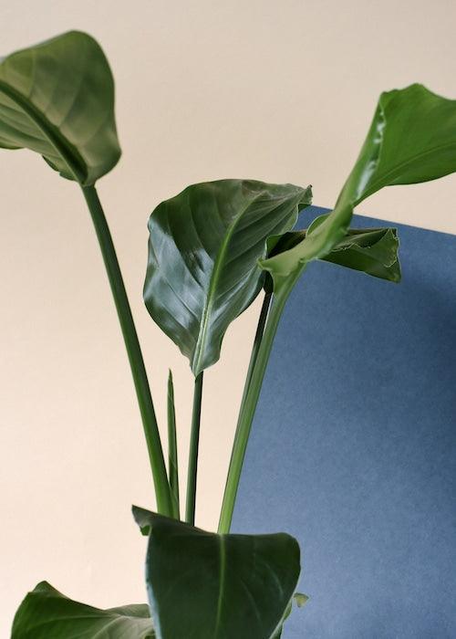 Strelitzia Nicolai aka Giant Bird of Paradise – Large, Approx. 90.0cm height – 17.0cm Pot 3