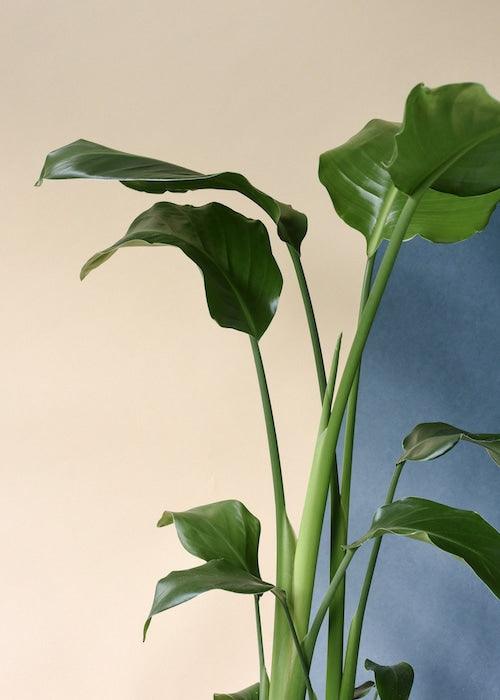 Strelitzia Nicolai aka Giant Bird of Paradise – Large, Approx. 90.0cm height – 17.0cm Pot 2