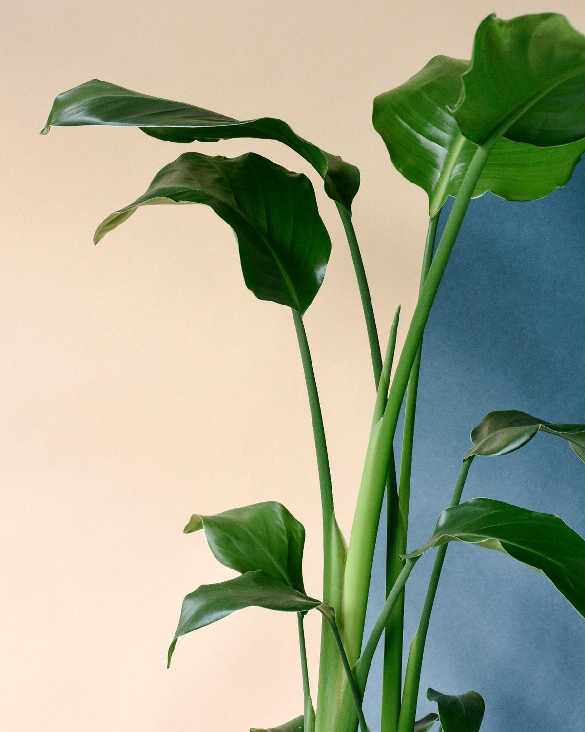 Strelitzia Nicolai XXL – 27cm Pot, 140cm Height -  Forever Plants.