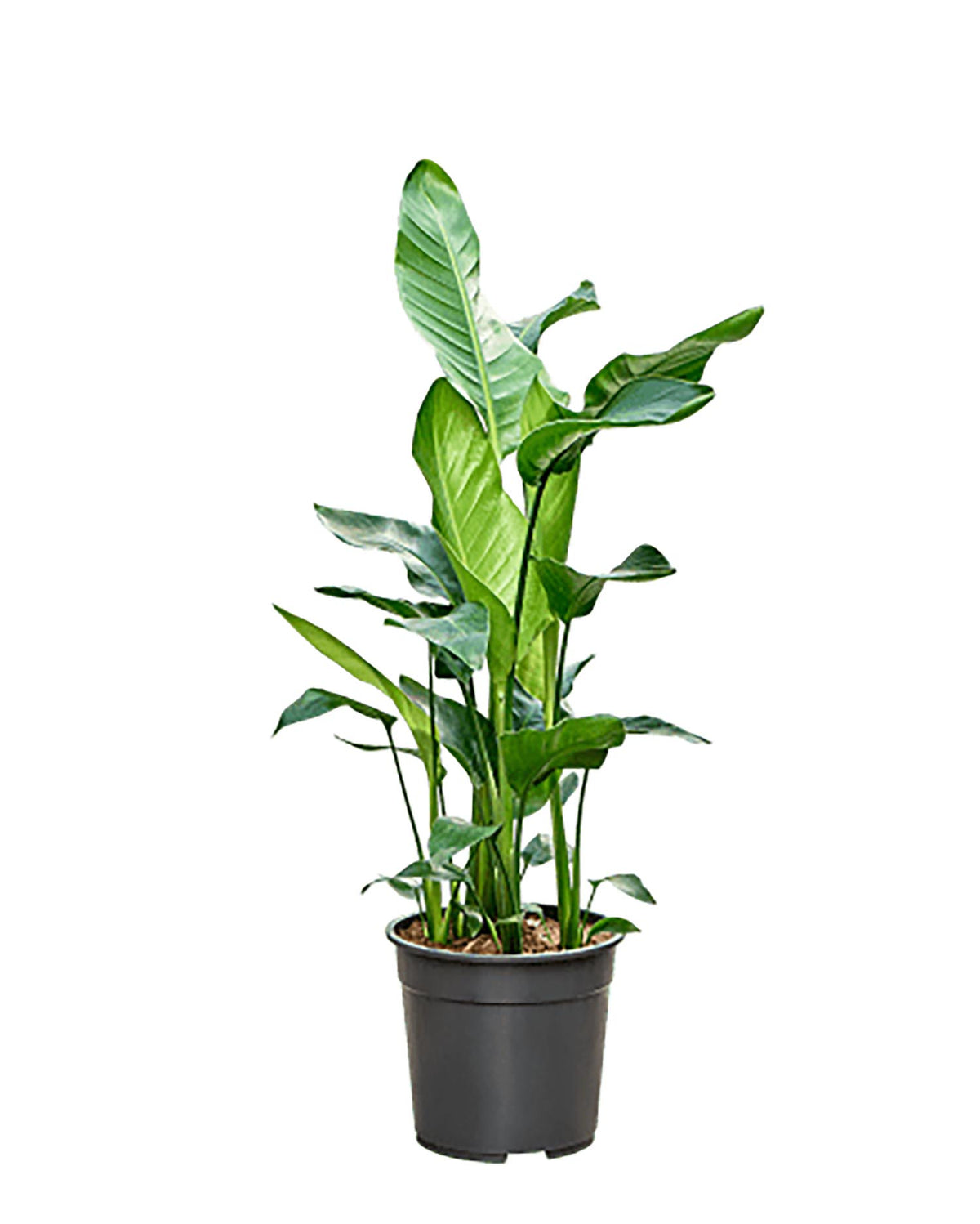 Strelitzia Nicolai in a 27cm pot, standing tall at 140cm with broad, paddle-shaped leaves.
