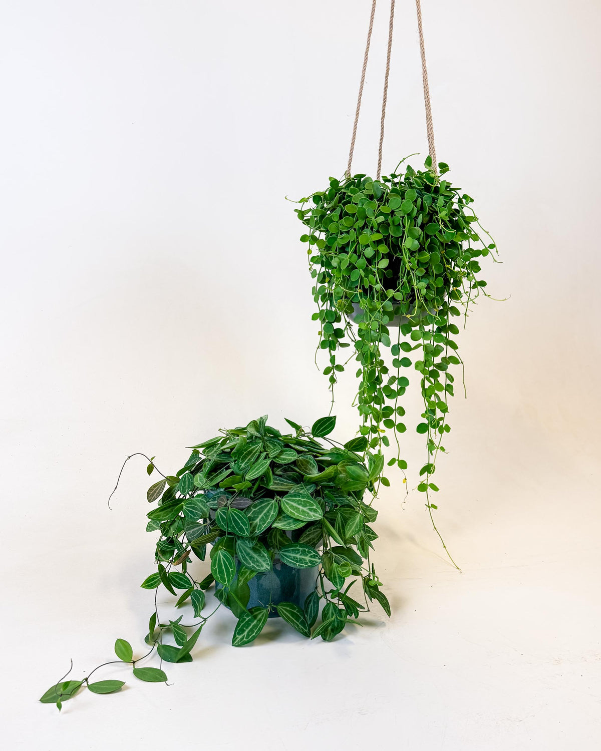 Trailing Dischidia ‘String of Nickels’ medium in jute hanger with cascading coin-shaped foliage.
