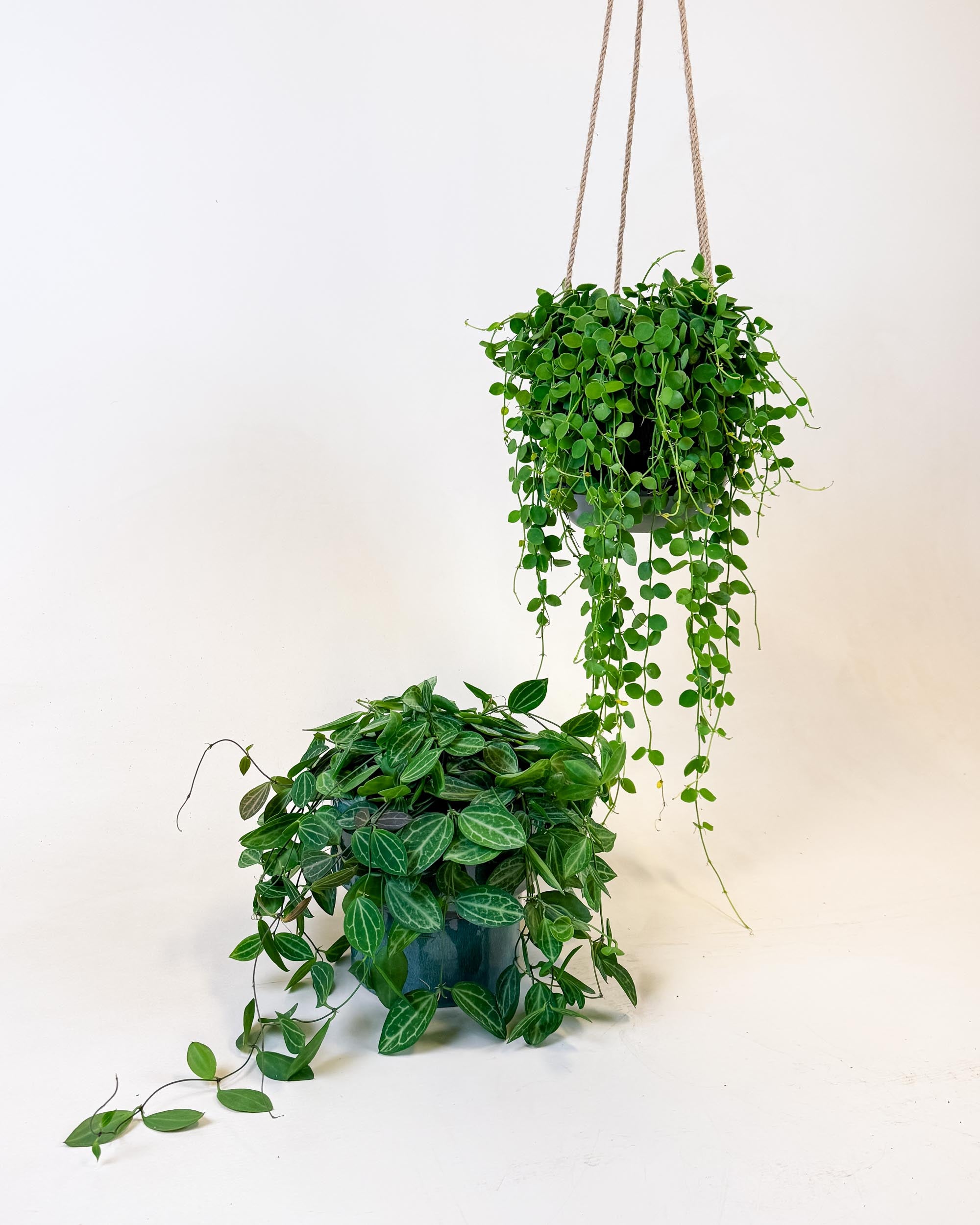 Trailing Dischidia ‘String of Nickels’ medium in jute hanger with cascading coin-shaped foliage.
