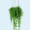 Dischidia nummularia ‘String of Nickels’ medium plant in hanging pot with trailing round green leaves.
