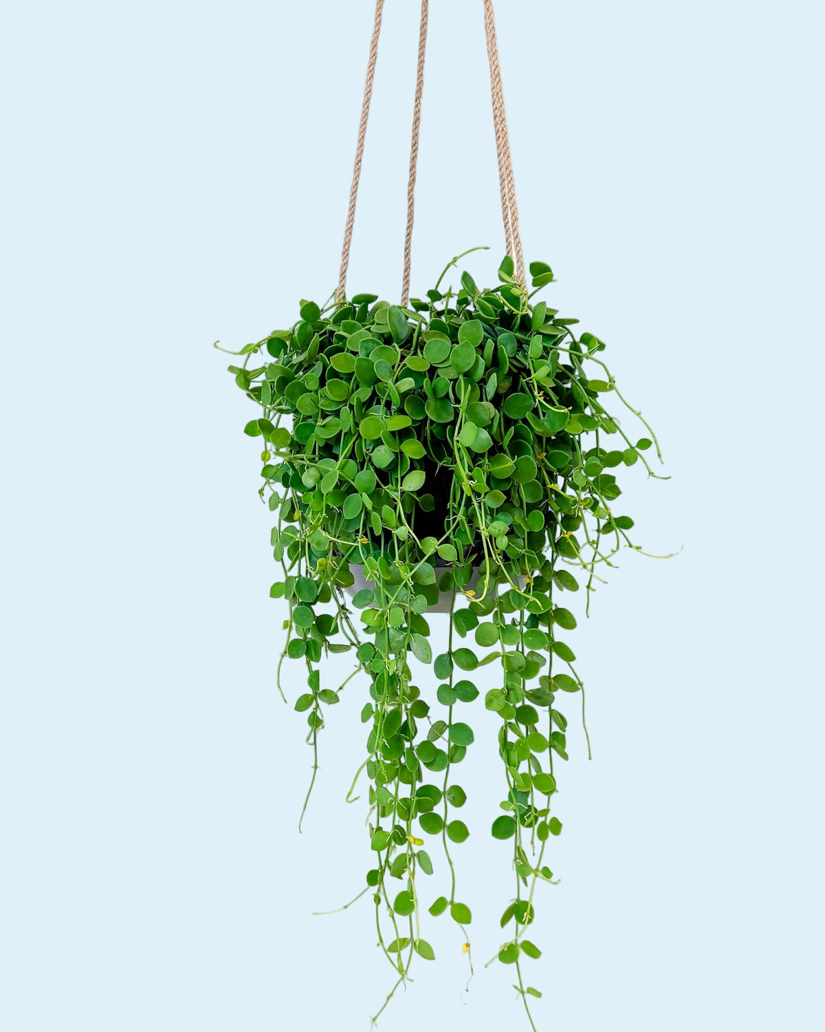 Dischidia nummularia ‘String of Nickels’ medium plant in hanging pot with trailing round green leaves.
