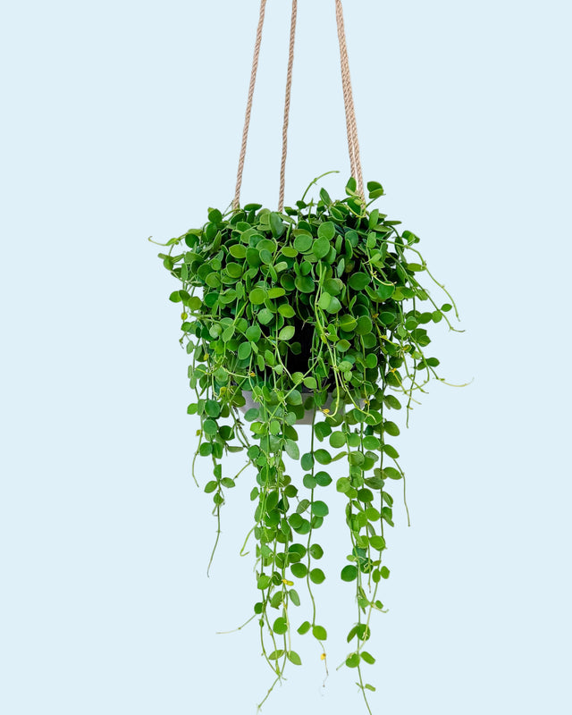 Dischidia nummularia ‘String of Nickels’ medium plant in hanging pot with trailing round green leaves.
