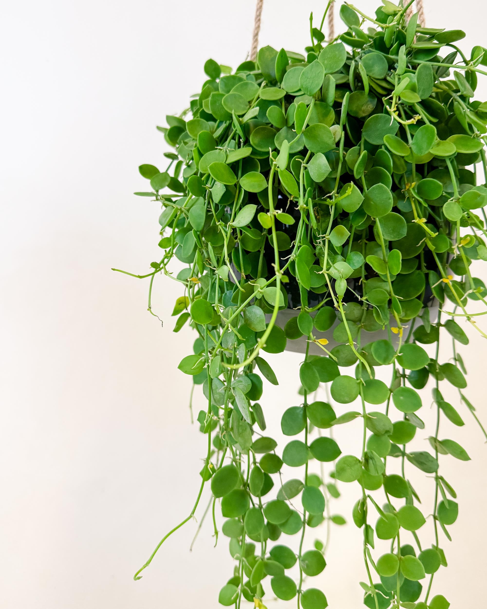 Side view of medium Dischidia nummularia in hanging basket with lush, trailing green stems.
