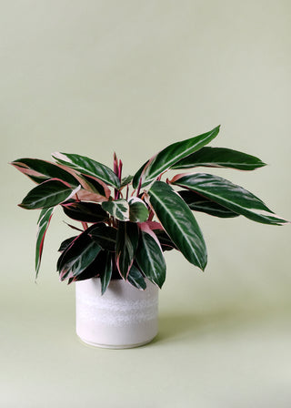 Stromanthe thalia 'Triostar'