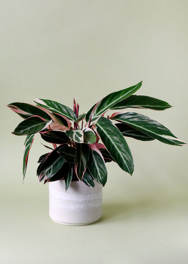 Stromanthe thalia 'Triostar'