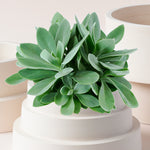 Senecio Cephalophorus Medium