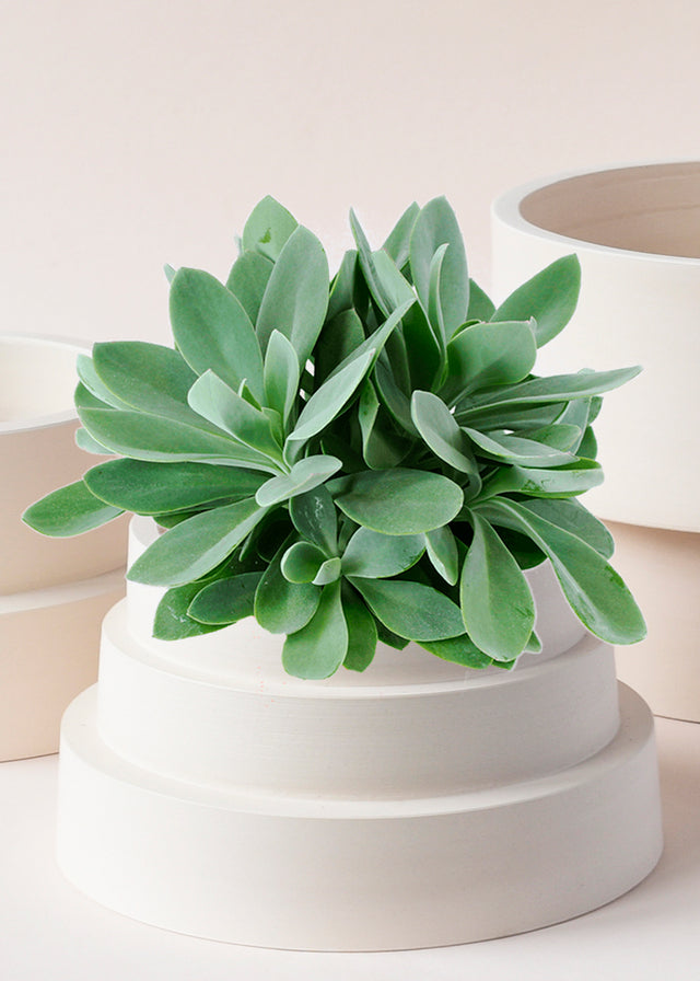 Senecio Cephalophorus Medium -  Plant Circle.