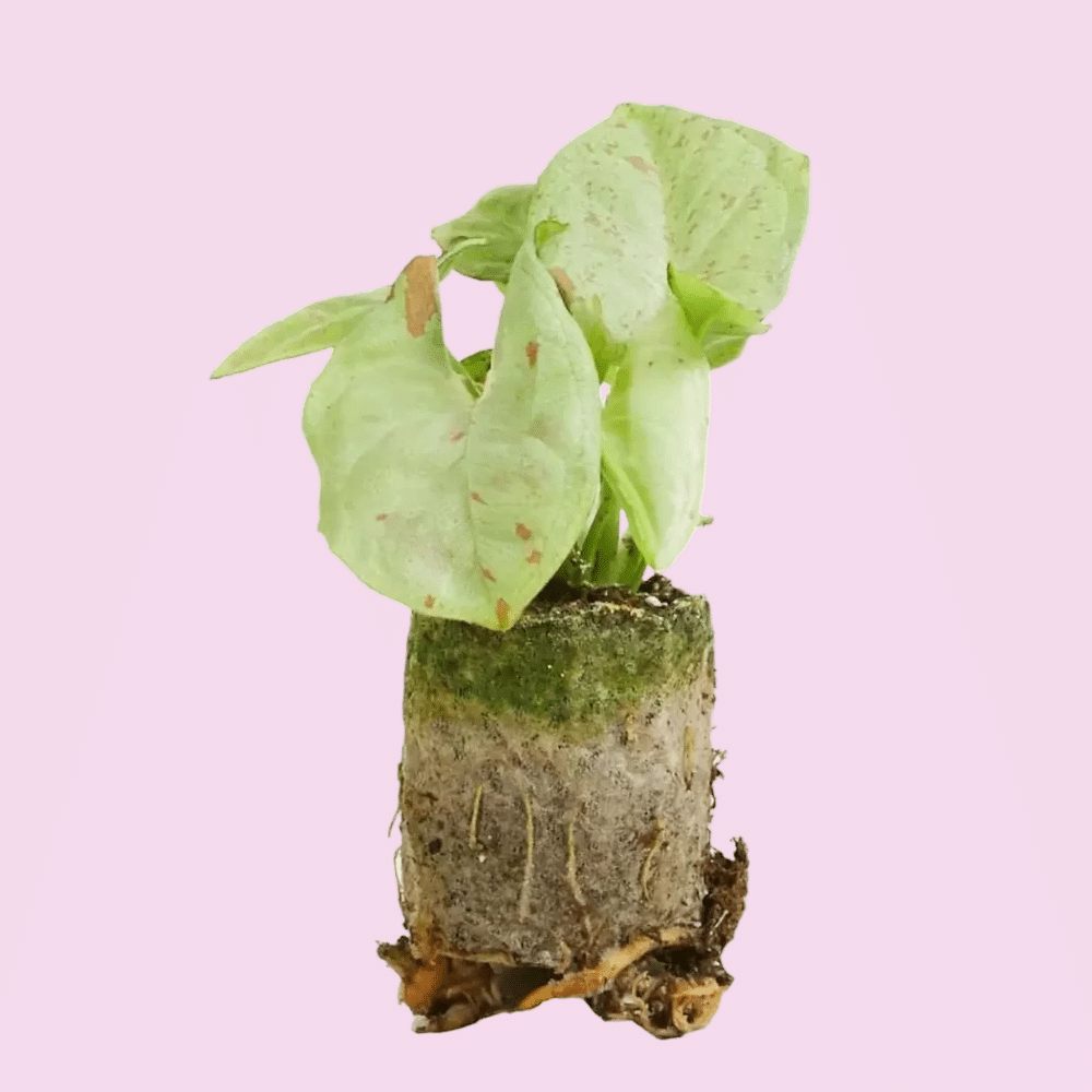 syngonium confetti