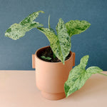 Healthy Syngonium Podophyllum Mottled "Mojito" M. 