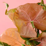 Syngonium Podophyllum 'Neon Robusta' M – Medium, Approx. 25.0cm height – 12.0cm Pot Default Title 1
