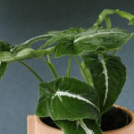 Healthy Syngonium Wendlandii Baby by Plant Circle – Baby, Approx. 10.0cm height by Plant Circle – 6.0cm Pot. A perfect syngonium wendlandii baby by plant circle – baby, approx. 10.0cm height by plant circle – 6.0cm pot for your indoor houseplant collection.