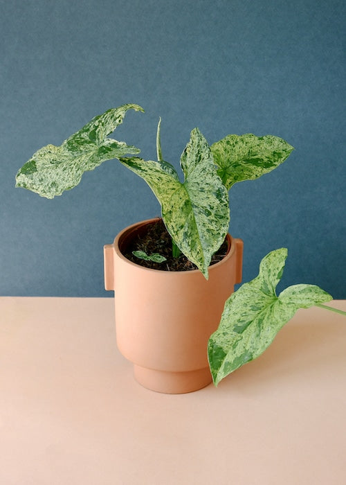 Healthy Syngonium Podophyllum Mottled "Mojito" M. 