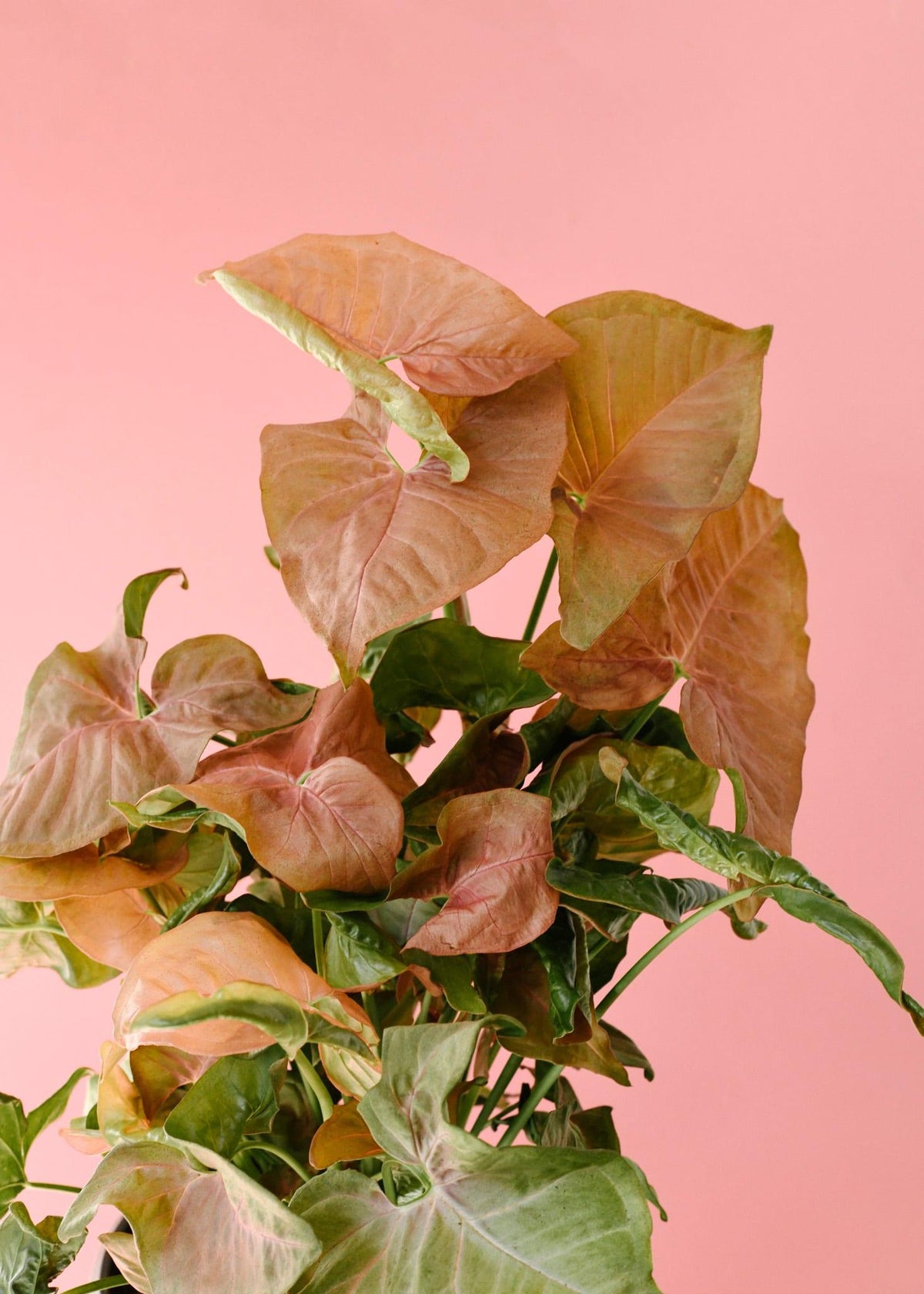 Syngonium Podophyllum 'Neon Robusta' M – Medium, Approx. 25.0cm height – 12.0cm Pot 3