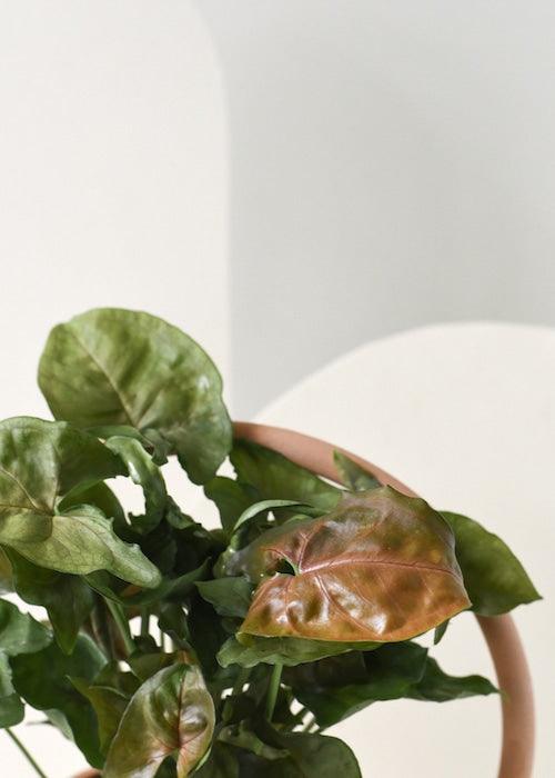 Syngonium Podophyllum 'Maria Allusion' Baby – Baby, Approx. 14.0cm height – 6.0cm Pot Default Title 1