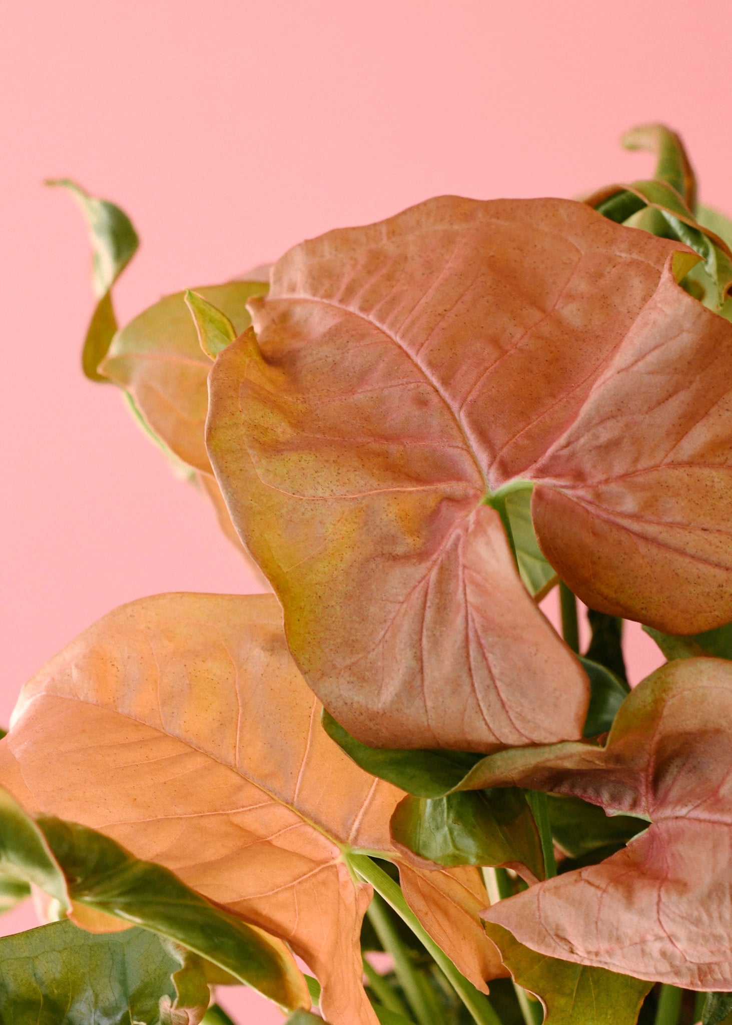 syngonium neon robusta plant circle