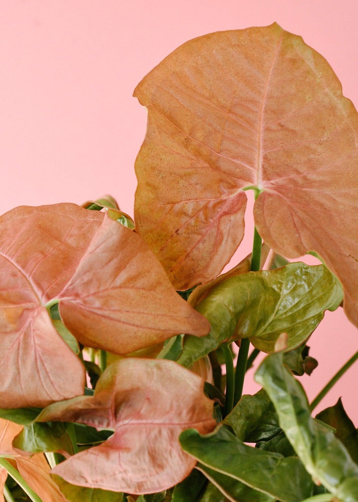syngonium pink indoor plant Syngonium Podophyllum 'Neon Robusta' for Beginners