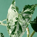 Syngonium Podophyllum Albo Variegata – Medium, Approx. 20.0cm height – 12.0cm Pot Default Title 1