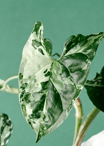 syngonium albo variegata substrat Syngonium podophyllum 'Albo Variegata' Medium