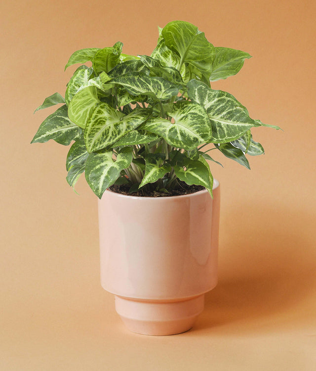 Syngonium podophyllum 'Arrow' M -  Plant Circle.