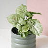 Syngonium Podophyllum Confetti M – Medium, Approx. 25.0cm height – 12.0cm Pot 3