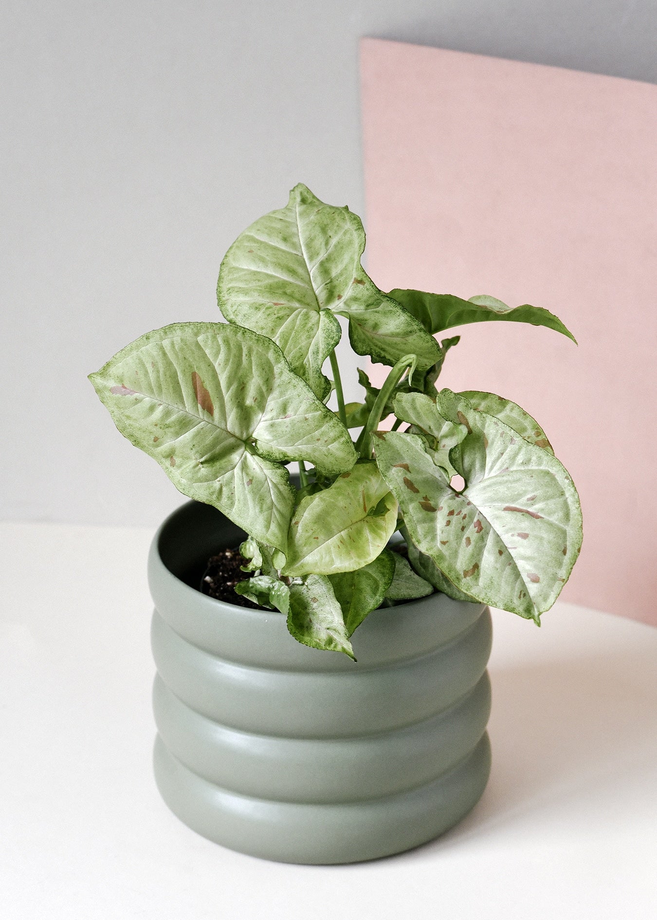 syngonium confetti plant circle