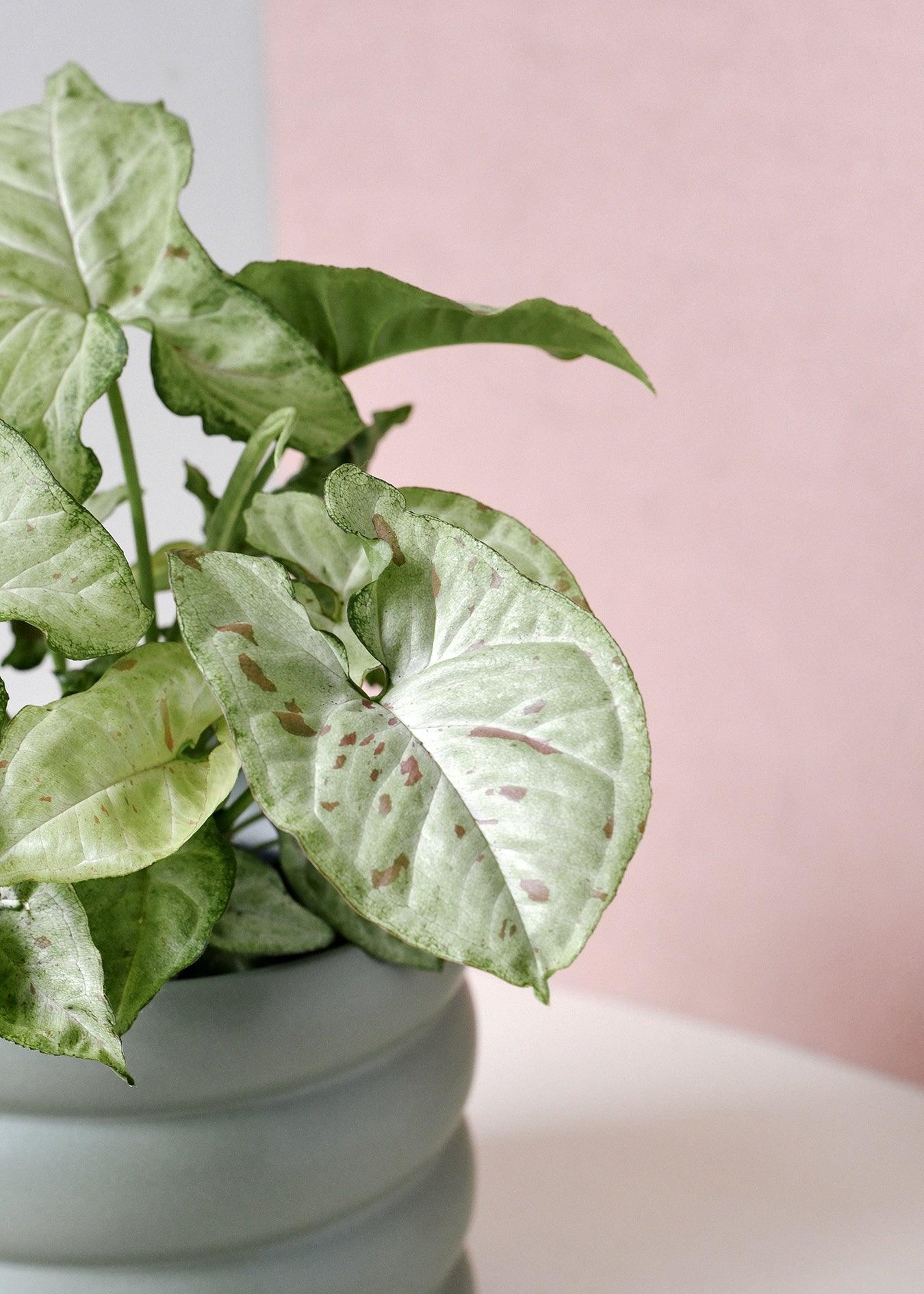 Syngonium Podophyllum Confetti M – Medium, Approx. 25.0cm height – 12.0cm Pot 2