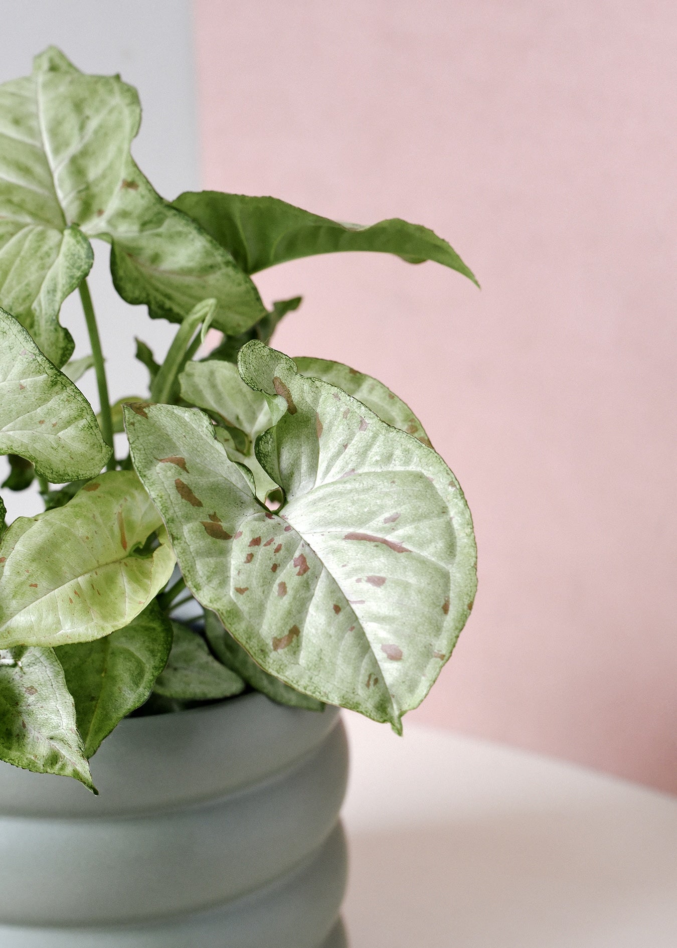 syngonium confetti plant circle