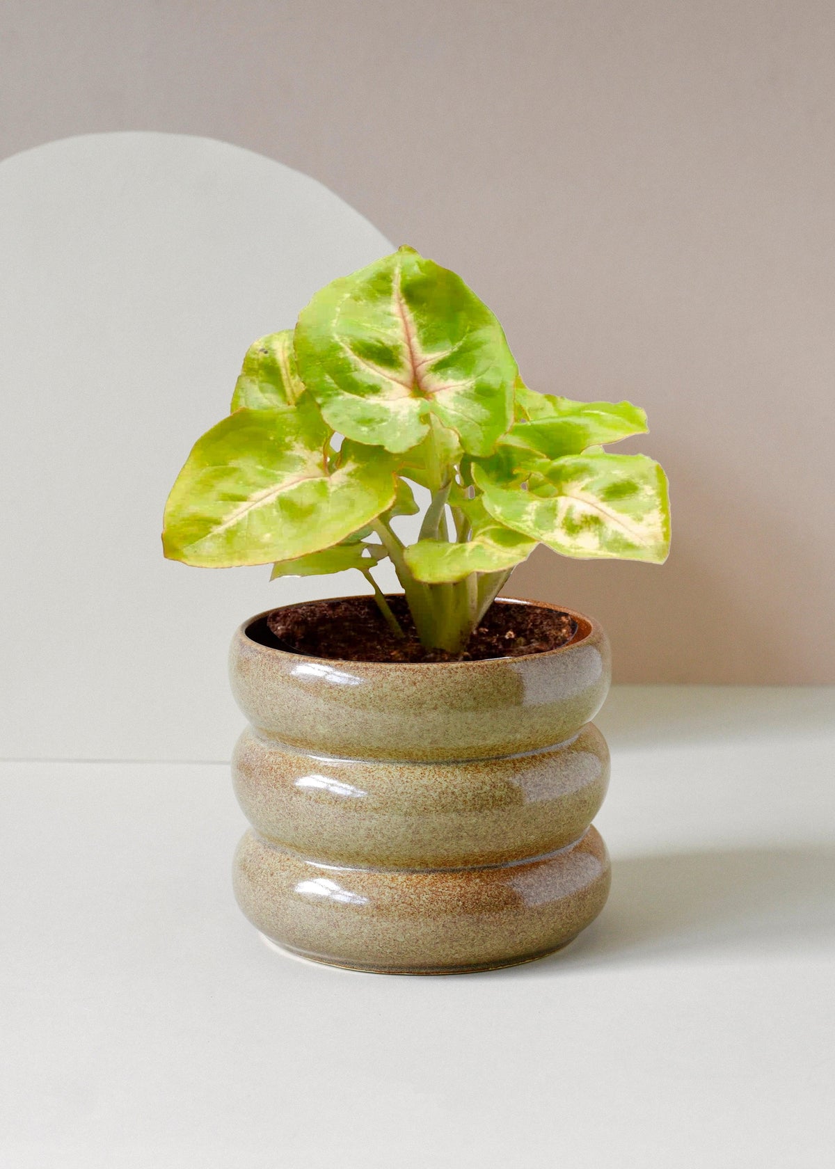 indoor syngonium plant Syngonium podophyllum 'Mango allusion'