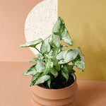 syngonium_marble_1