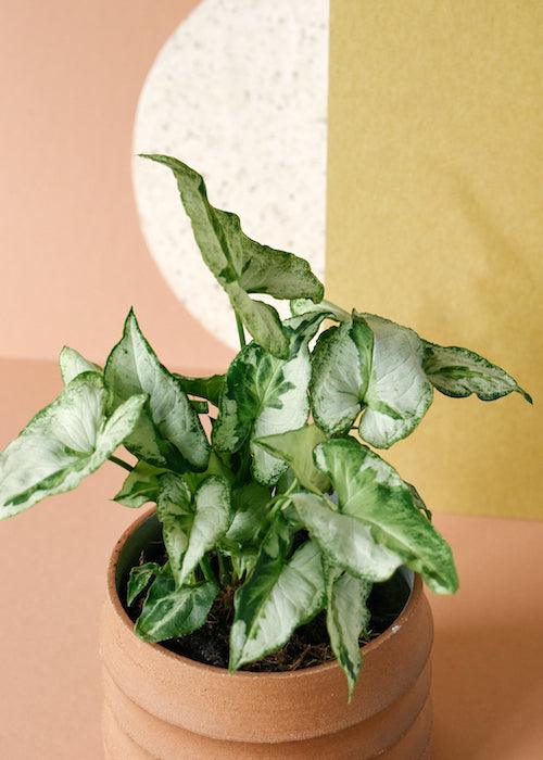 Syngonium Podophyllum Magic Marble – Medium, Approx. 25.0cm height – 12.0cm Pot 2