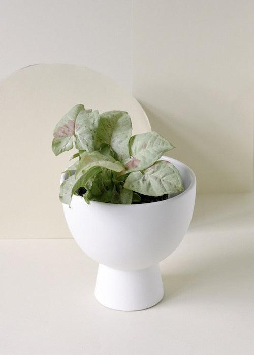 Healthy Syngonium Milk Confetti. A perfect syngonium milk confetti for your indoor houseplant collection.