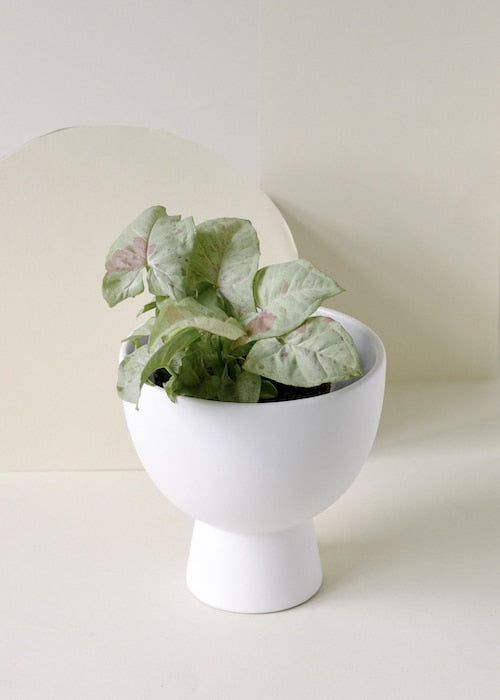 syngonium milk confetti in planter