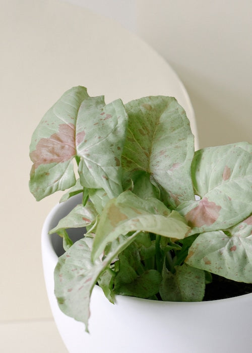 syngonium milk confetti close up