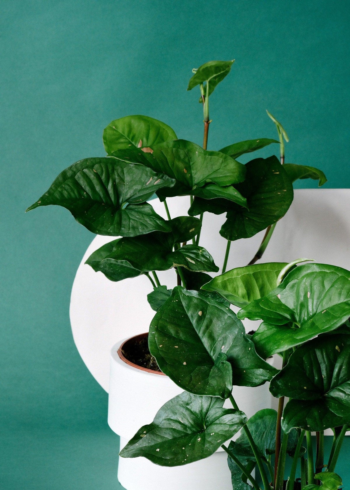 Syngonium Pink Splash Allusion – Baby, Approx. 12.0cm height – 6.0cm Pot 2