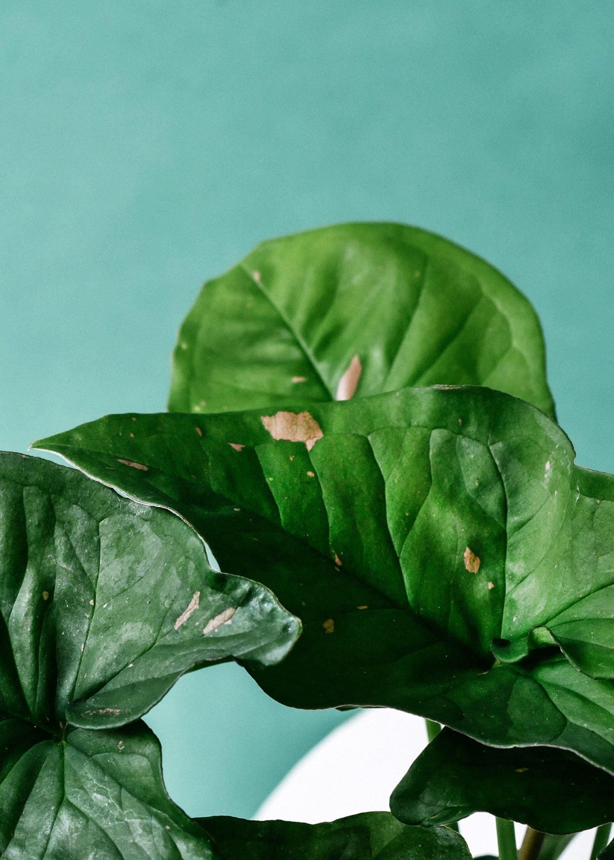 Syngonium Pink Splash Allusion – Baby, Approx. 12.0cm height – 6.0cm Pot 3