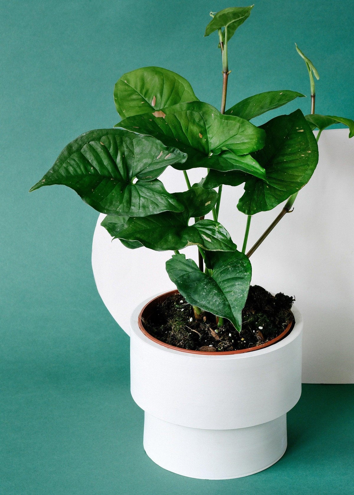 Syngonium Pink Splash Allusion – Baby, Approx. 12.0cm height – 6.0cm Pot Default Title 1