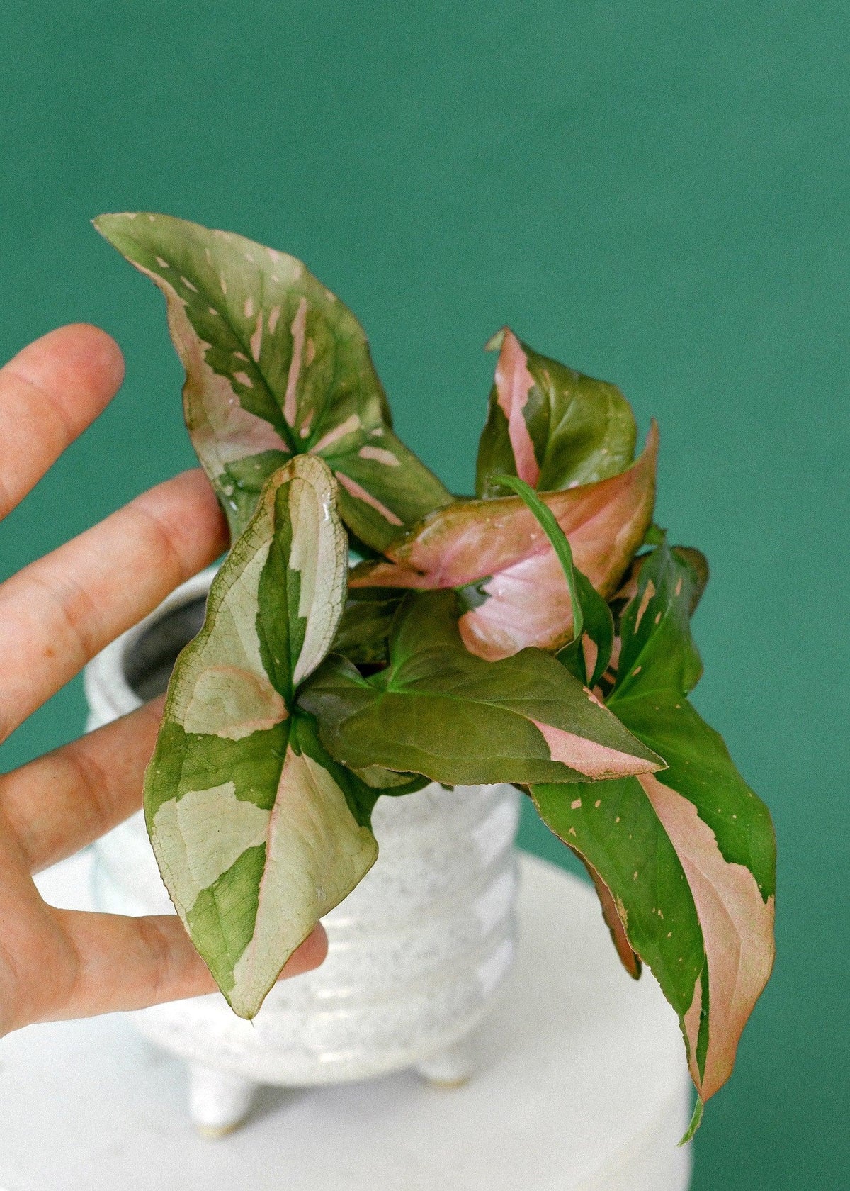 Healthy Syngonium Red Spot Baby. A perfect syngonium red spot baby for your indoor houseplant collection.