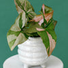 Syngonium Red Spot Baby – Baby, Approx. 15.0cm height – 6.0cm Pot Default Title 1