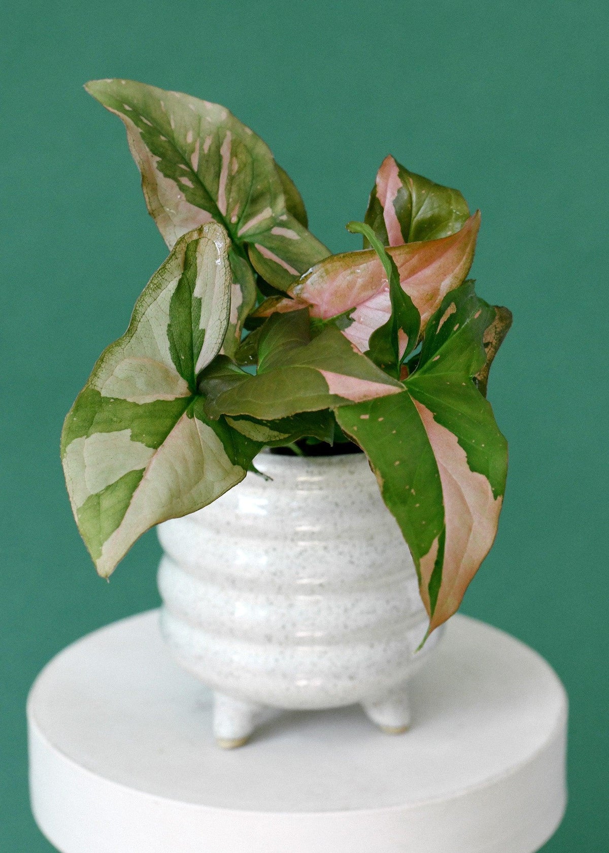 Healthy Syngonium Red Spot Baby. A perfect syngonium red spot baby for your indoor houseplant collection.